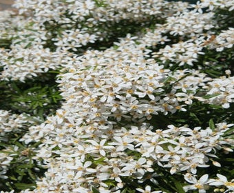 Choisya (Choisya ternata 'White Dazzler')