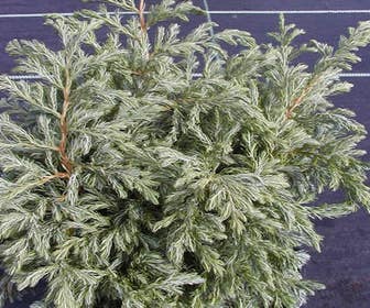 Zypressen (Chamaecyparis pisifera 'Boulevard')