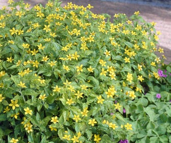 Goudster (Chrysogonum virginianum)