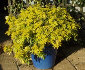 Choisya (Choisya ternata 'Goldfingers'®)