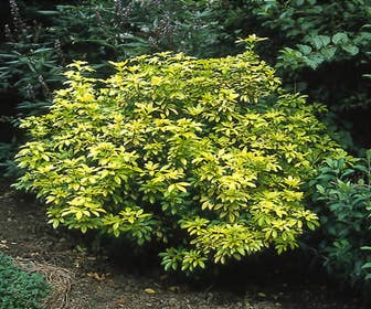 Choisya (Choisya ternata 'Sundance')