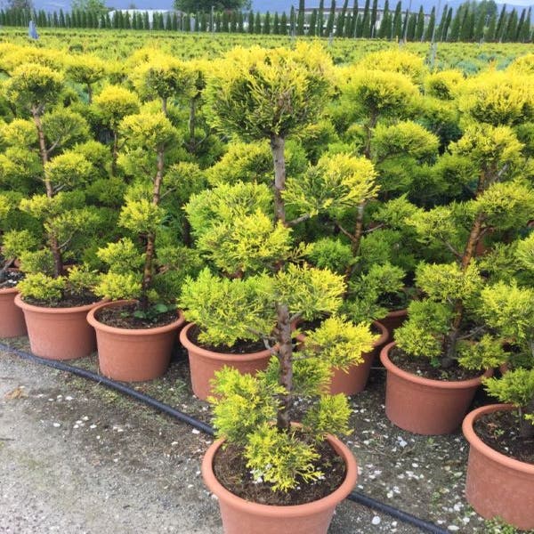 Zypressen-Bonsai (Cupressus macrocarpa 'Aurea')