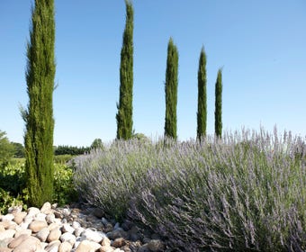 Italienische Zypresse (Cupressus sempervirens 'Stricta')