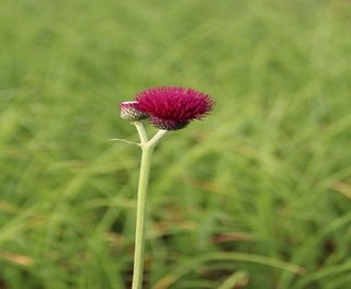 Federdistel (Cirsium rivulare 'Atropurpureum')
