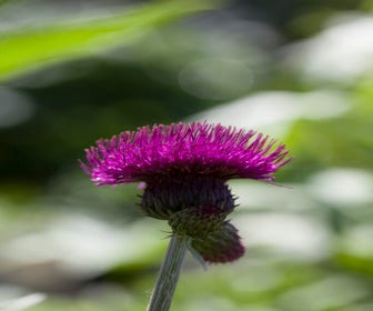 Federdistel (Cirsium 'Trevors Blue Wonder')