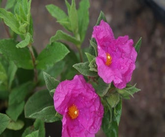 Zistrose (Cistus pulverulentus 'Sunset')