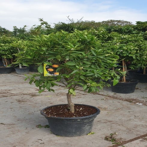 Citrus reticulata (Mandarine)