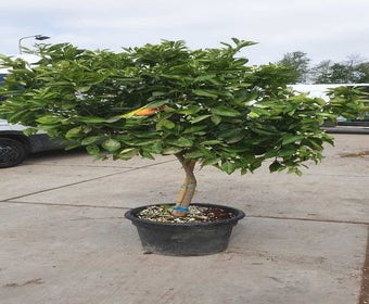 Citrus sinensis (Sinaasappel)