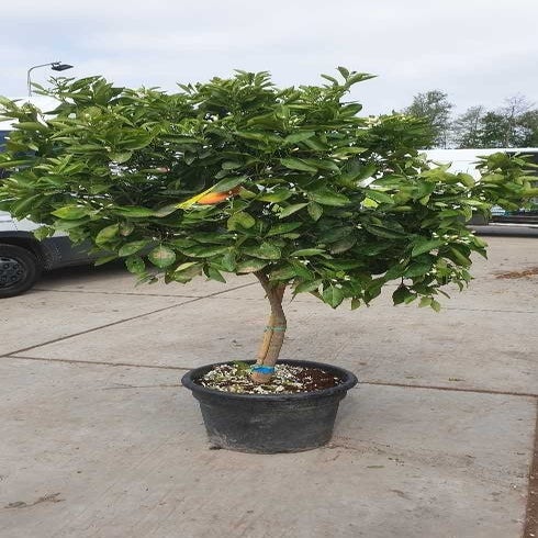 Citrus sinensis (Sinaasappel)