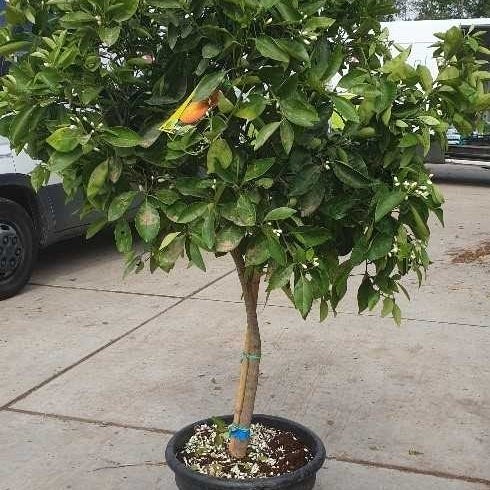 Citrus sinensis (Sinaasappel)