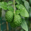 Kaffirlimette (Citrus hystrix)