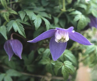 Waldrebe (Clematis alpina 'Frances Rivis')