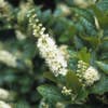 Sommerflieder (Clethra alnifolia)