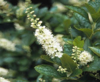 Sommerflieder (Clethra alnifolia)
