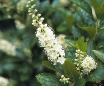 Sommerflieder (Clethra alnifolia)