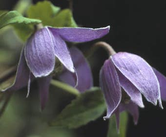 Waldrebe (Clematis alpina)