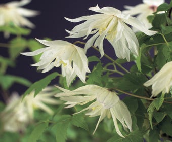Waldrebe (Clematis alpina 'Albina Plena')