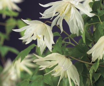 Waldrebe (Clematis alpina 'Albina Plena')