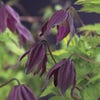Waldrebe (Clematis alpina 'Brunette')