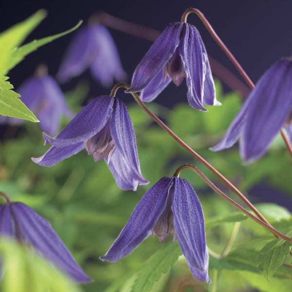 Bosrank (Clematis alpina 'Helsingborg')