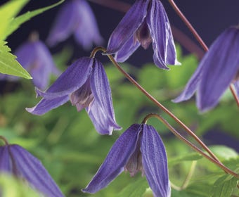 Waldrebe (Clematis alpina 'Helsingborg')