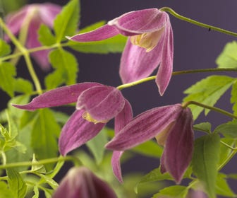 Waldrebe (Clematis alpina 'Ruby')