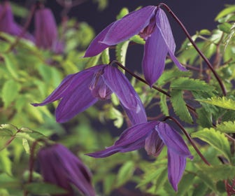 Waldrebe (Clematis viticella 'Tage Lundell')