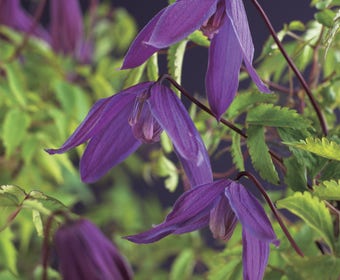 Waldrebe (Clematis viticella 'Tage Lundell')