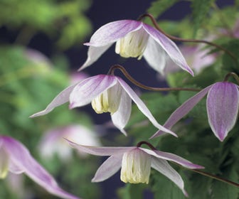 Waldrebe (Clematis alpina 'Willy')