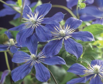 Waldrebe (Clematis 'Arabella')