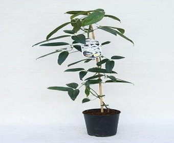 Immergrüne Clematis (Clematis armandii 'Enham Star')