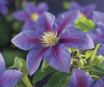 Waldrebe (Clematis 'Barbara jackman')