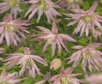 Waldrebe (Clematis 'Country Rose')