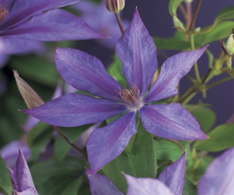 Waldrebe (Clematis 'Dorothy Walton')
