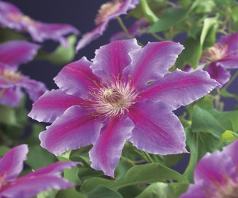 Waldrebe (Clematis 'Dr Ruppel')