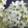 Immergrüne Clematis (Clematis 'Early Sensation')