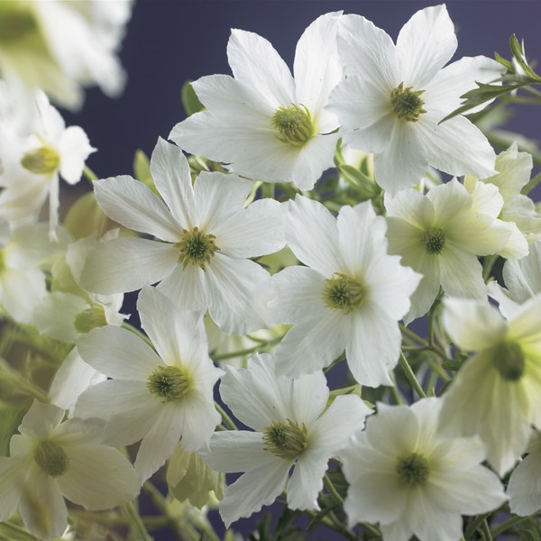 Immergrüne Clematis (Clematis 'Early Sensation')