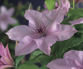 Waldrebe (Clematis 'Hagley Hybrid')