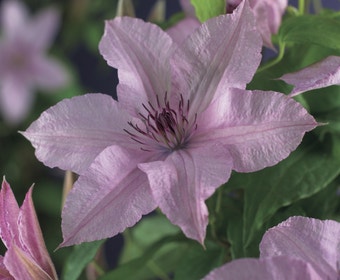 Waldrebe (Clematis 'Hagley Hybrid')