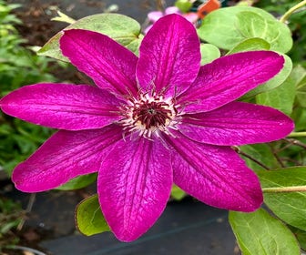 Waldrebe (Clematis 'Haru-ichiban')