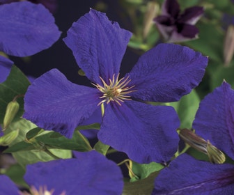 Waldrebe (Clematis 'Jackmanii')
