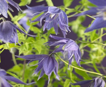 Waldrebe (Clematis macropetala 'Maidwell Hall')