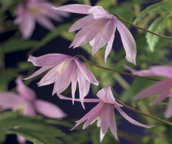 Waldrebe (Clematis macropetala 'Markham's Pink')