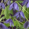 Waldrebe (Clematis macropetala)