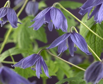 Waldrebe (Clematis macropetala)