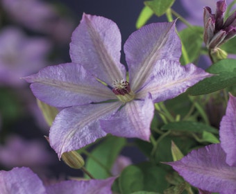 Waldrebe (Clematis 'Margaret Hunt')