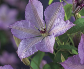Waldrebe (Clematis 'Margaret Hunt')