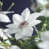 Waldrebe (Clematis 'Miss Bateman')