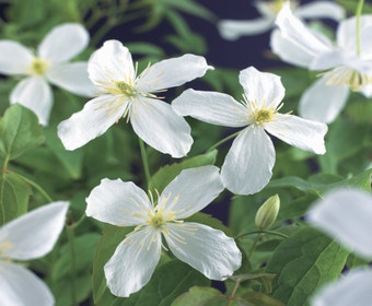 Waldrebe (Clematis montana 'Grandiflora')