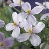 Waldrebe (Clematis montana 'Pink Perfection')